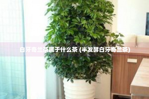 白牙奇兰茶属于什么茶 (半发酵白牙奇兰茶)