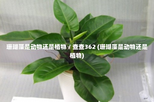 珊瑚藻是动物还是植物 / 查查362 (珊瑚藻是动物还是植物)