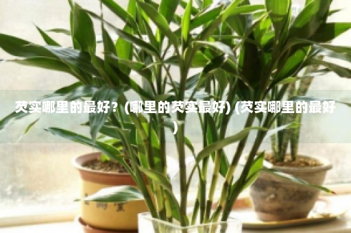 芡实哪里的最好？(哪里的芡实最好) (芡实哪里的最好)