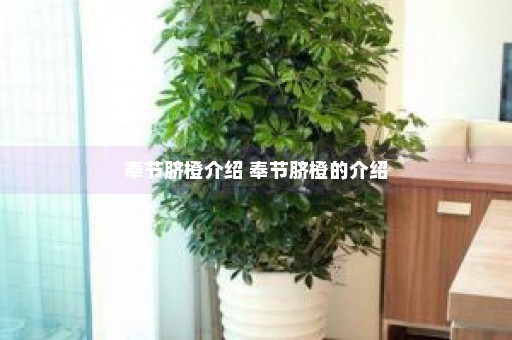 奉节脐橙介绍 奉节脐橙的介绍