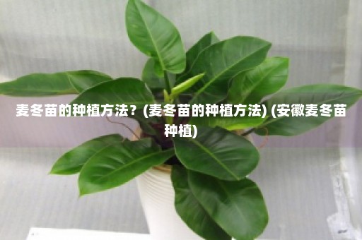 麦冬苗的种植方法？(麦冬苗的种植方法) (安徽麦冬苗种植)