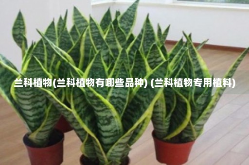 兰科植物(兰科植物有哪些品种) (兰科植物专用植料)