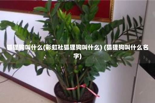 狐狸狗叫什么(彩虹社狐狸狗叫什么) (狐狸狗叫什么名字)