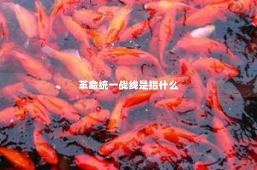 革命统一战线是指什么