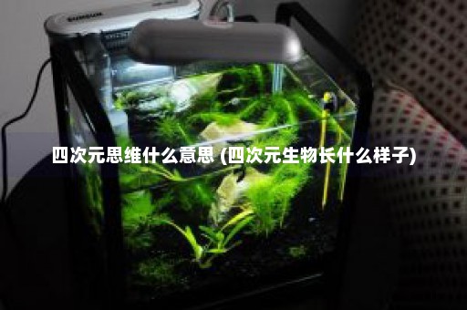 四次元思维什么意思 (四次元生物长什么样子)