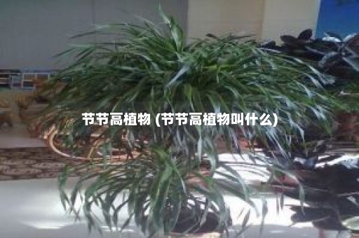 节节高植物 (节节高植物叫什么)