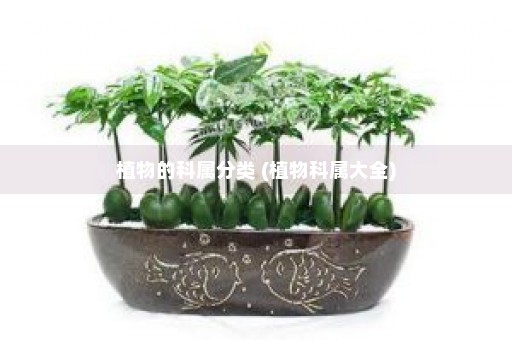 植物的科属分类 (植物科属大全)