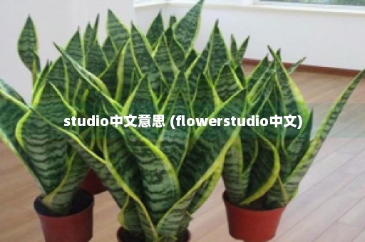 studio中文意思 (flowerstudio中文)