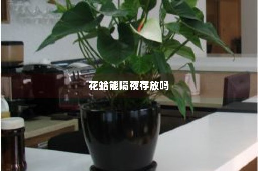 花蛤能隔夜存放吗