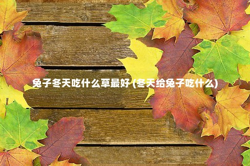 兔子冬天吃什么草最好 (冬天给兔子吃什么)