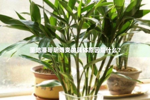 董洁潘粤明婚变的具体原因是什么？