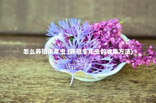 怎么养殖丰年虫 (养殖丰年虫的收集方法)