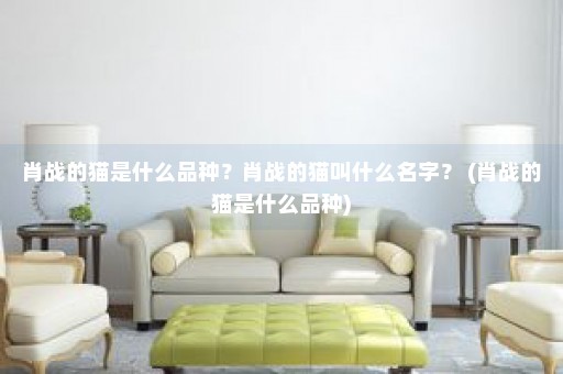 肖战的猫是什么品种？肖战的猫叫什么名字？ (肖战的猫是什么品种)