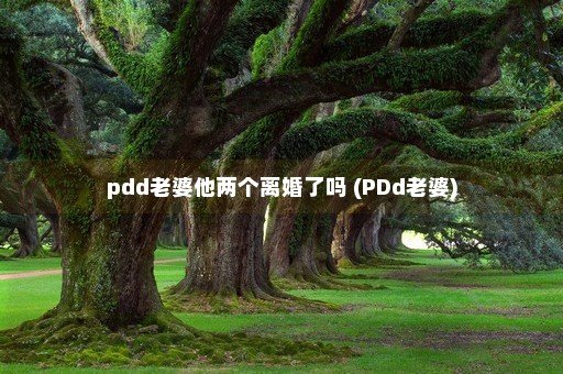 pdd老婆他两个离婚了吗 (PDd老婆)