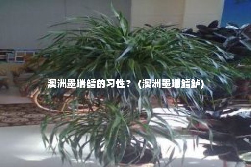 澳洲墨瑞鳕的习性？ (澳洲墨瑞鳕鲈)