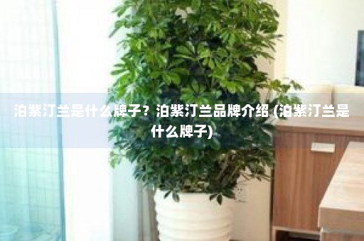 泊紫汀兰是什么牌子？泊紫汀兰品牌介绍 (泊紫汀兰是什么牌子)