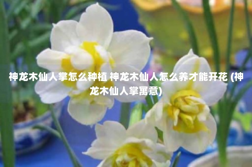 神龙木仙人掌怎么种植 神龙木仙人怎么养才能开花 (神龙木仙人掌寓意)