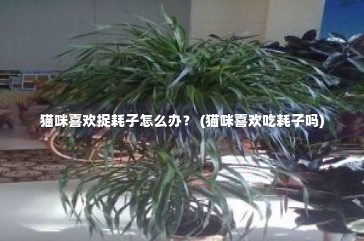 猫咪喜欢捉耗子怎么办？ (猫咪喜欢吃耗子吗)