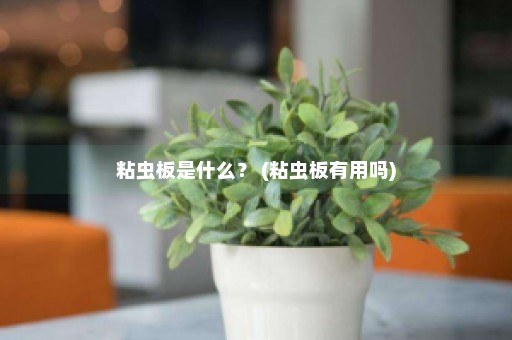 粘虫板是什么？ (粘虫板有用吗)