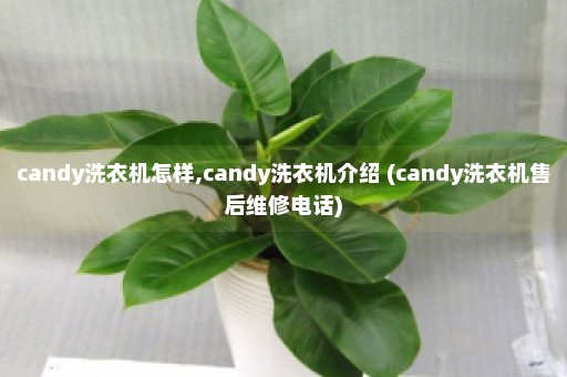 candy洗衣机怎样,candy洗衣机介绍 (candy洗衣机售后维修电话)