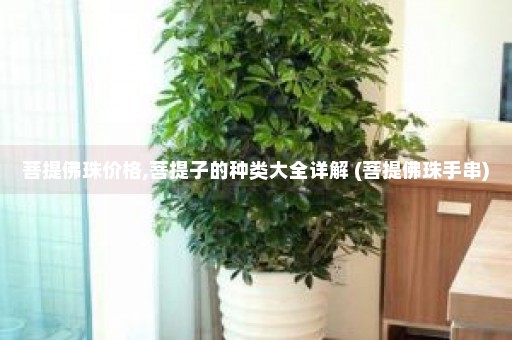 菩提佛珠价格,菩提子的种类大全详解 (菩提佛珠手串)