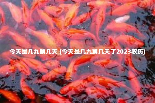 今天是几九第几天 (今天是几九第几天了2023农历)