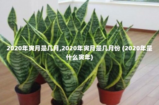 2020年寅月是几月,2020年寅月是几月份 (2020年是什么寅年)