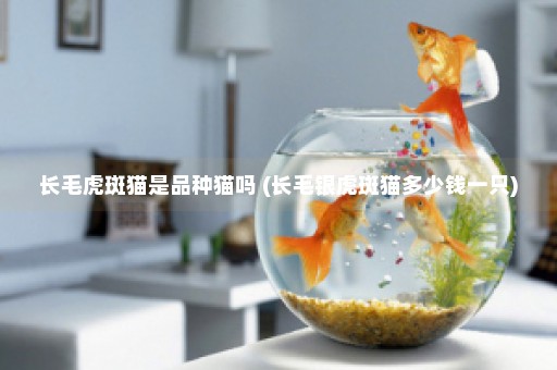 长毛虎斑猫是品种猫吗 (长毛银虎斑猫多少钱一只)