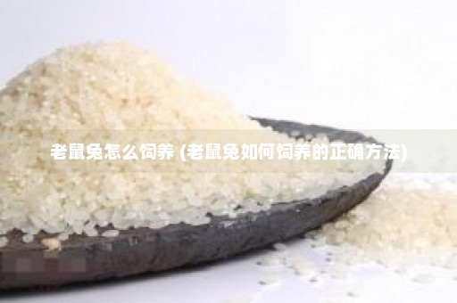 老鼠兔怎么饲养 (老鼠兔如何饲养的正确方法)