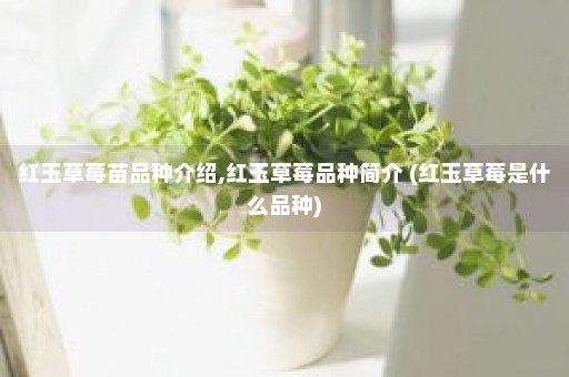 红玉草莓苗品种介绍,红玉草莓品种简介 (红玉草莓是什么品种)