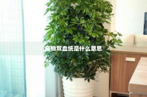 宠物双血统是什么意思