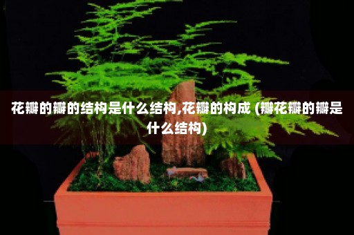 花瓣的瓣的结构是什么结构,花瓣的构成 (瓣花瓣的瓣是什么结构)