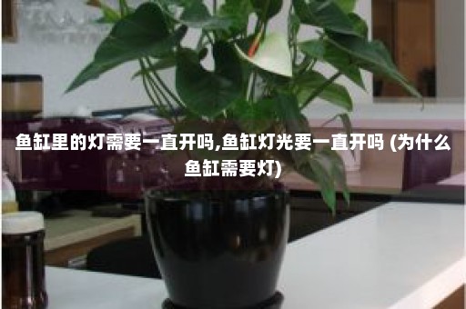 鱼缸里的灯需要一直开吗,鱼缸灯光要一直开吗 (为什么鱼缸需要灯)