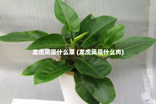 龙虎凤是什么菜 (龙虎凤是什么肉)