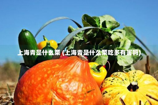 上海青是什么菜 (上海青是什么菜吃多有害吗)