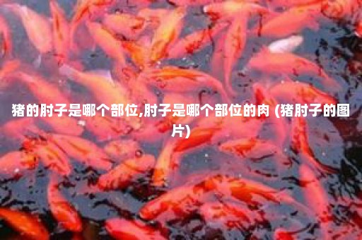 猪的肘子是哪个部位,肘子是哪个部位的肉 (猪肘子的图片)