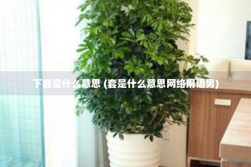 下套是什么意思 (套是什么意思网络用语男)