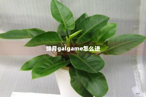 绯月galgame怎么进