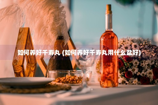 如何养好千寿丸 (如何养好千寿丸用什么盆好)