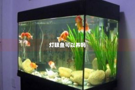 灯眼鱼可以养吗