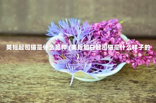 英短起司猫是什么品种 (美短加白起司猫是什么样子的)