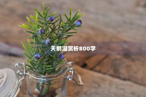 天鹅湖赏析800字