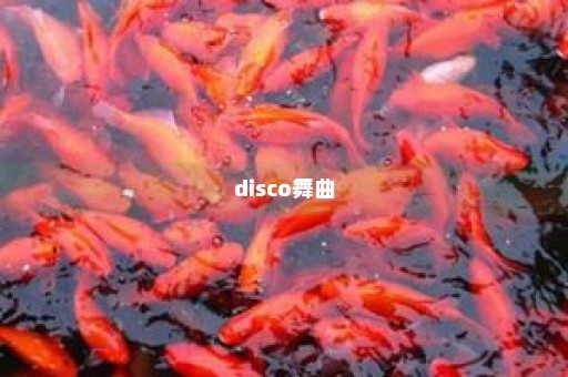 disco舞曲