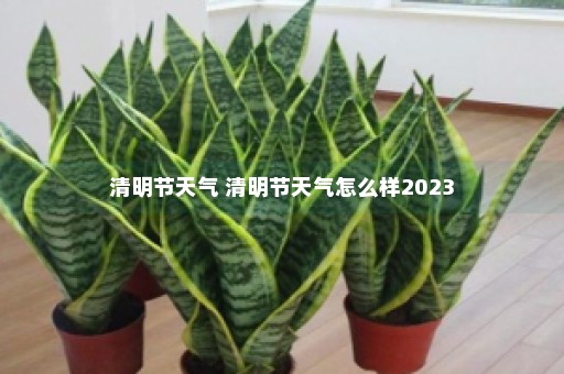 清明节天气 清明节天气怎么样2023