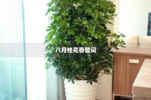 八月桂花香歌词