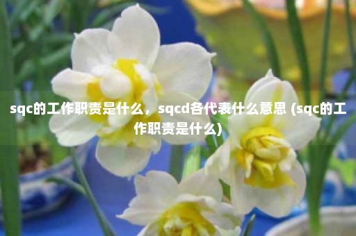 sqc的工作职责是什么，sqcd各代表什么意思 (sqc的工作职责是什么)