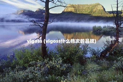 vigoss (vigoss什么档次的品牌)