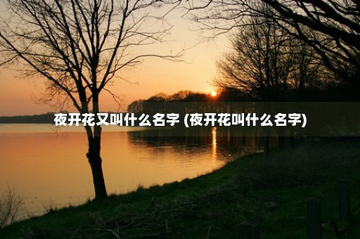 夜开花又叫什么名字 (夜开花叫什么名字)